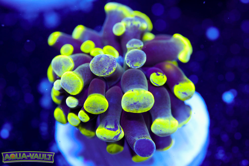 Toxic Splatter Hammer