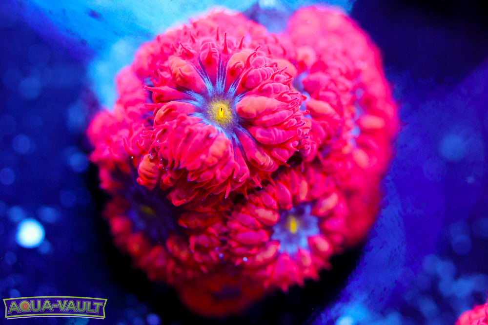 Superman Blasto Merletti