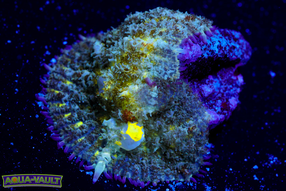 Biohazard Bounce Mushroom