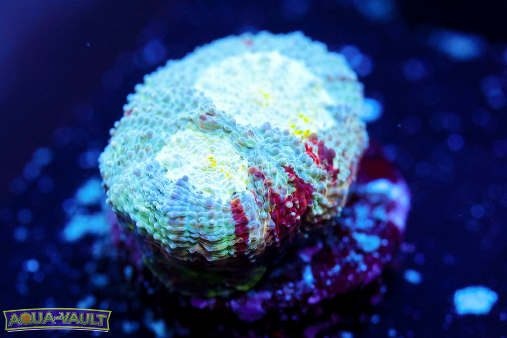 Enchanted Acanthastrea