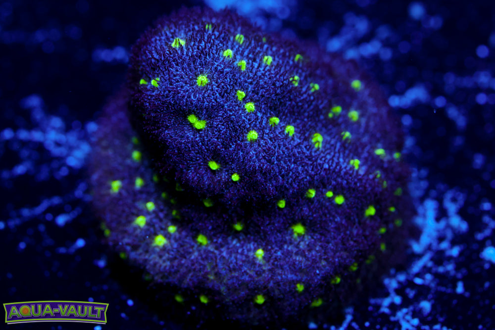 Toxic Waste Psammocora