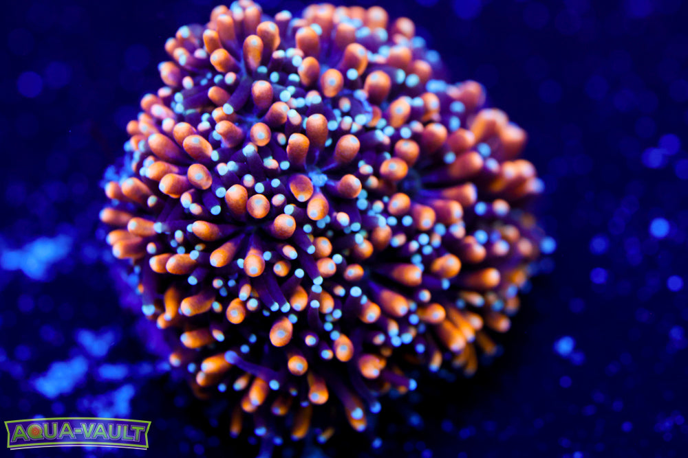 Gold Galaxea