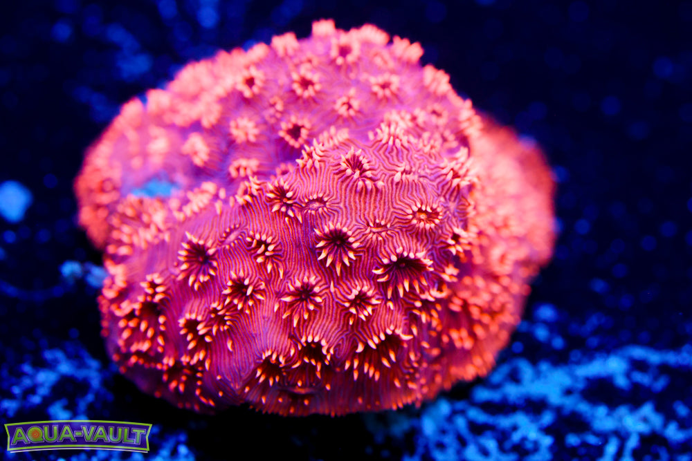 Tangerine Pavona