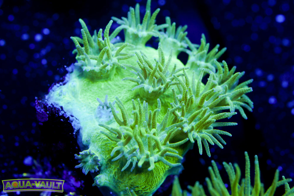 Toxic Turbinaria