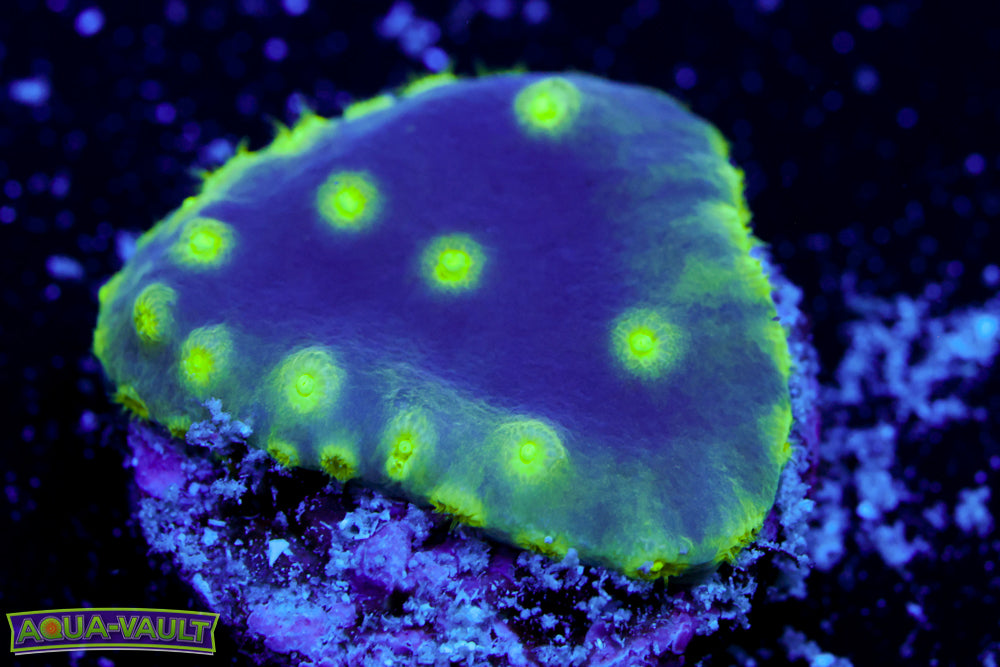 Neon Scroll Coral
