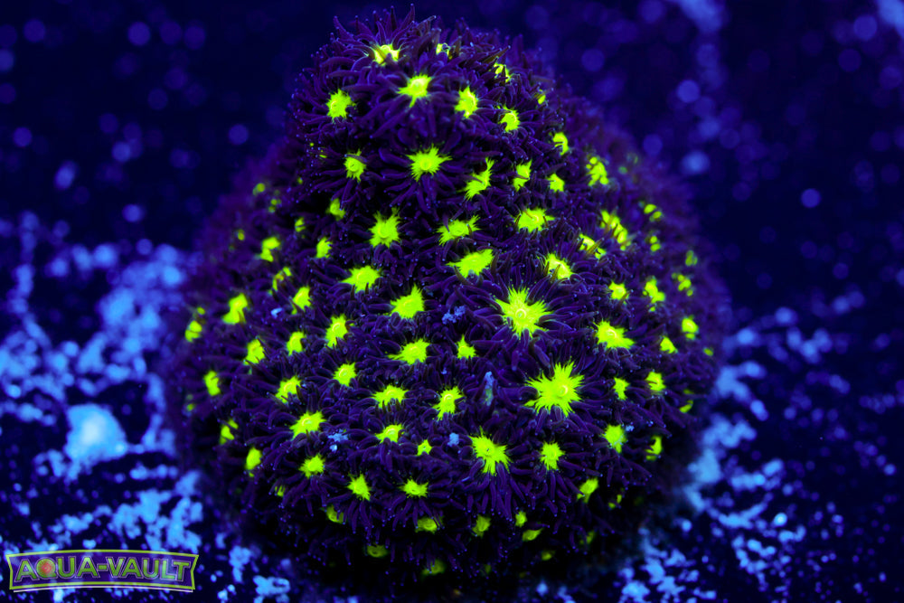 Dragon Eye Leptastrea