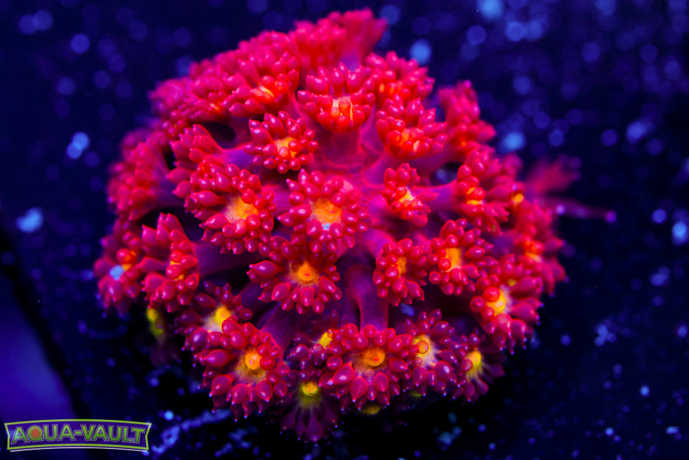 Combustion Bernardpora