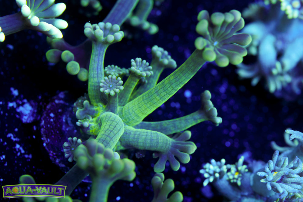 Black Holographic Alveopora