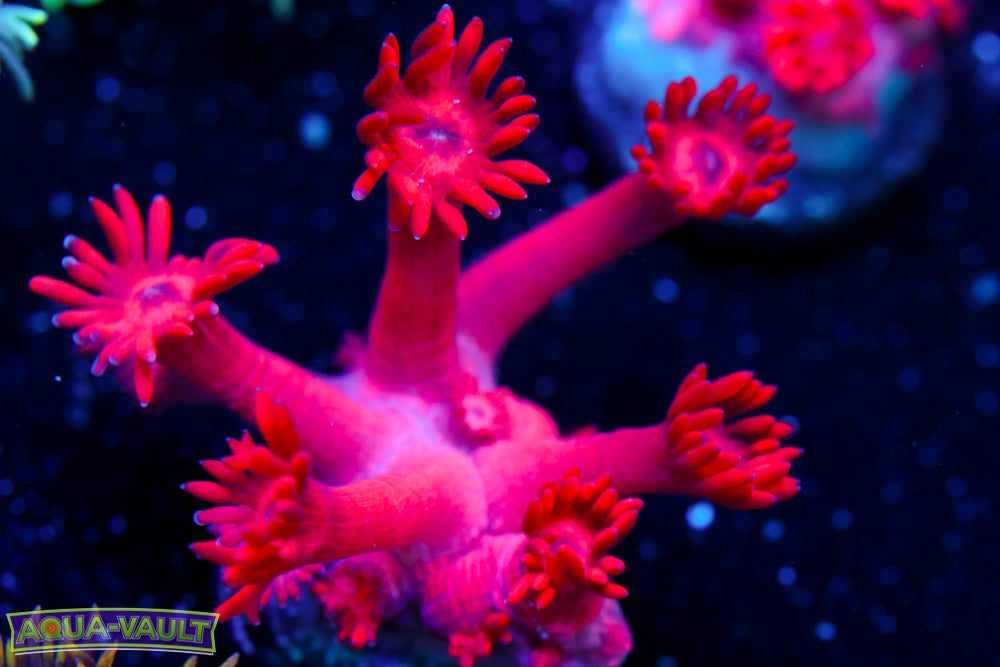 Pinky Goniopora