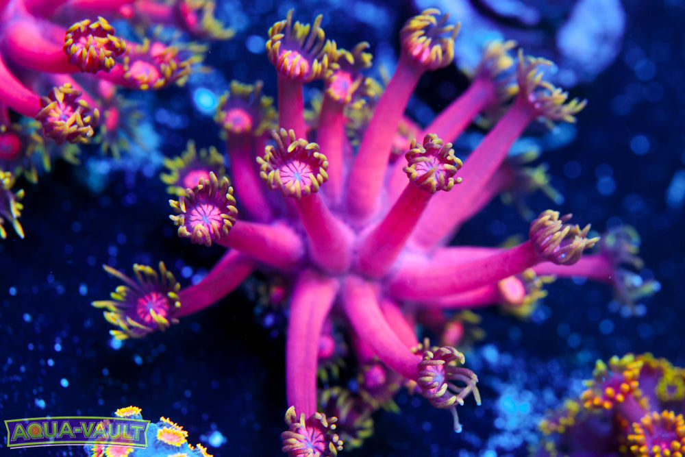 CB Fireball Goniopora