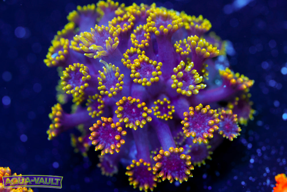 Rainbow Bernardpora