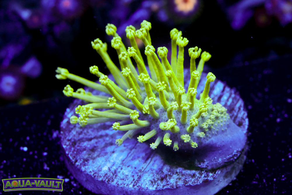 Glow Worm Toadstool Leather