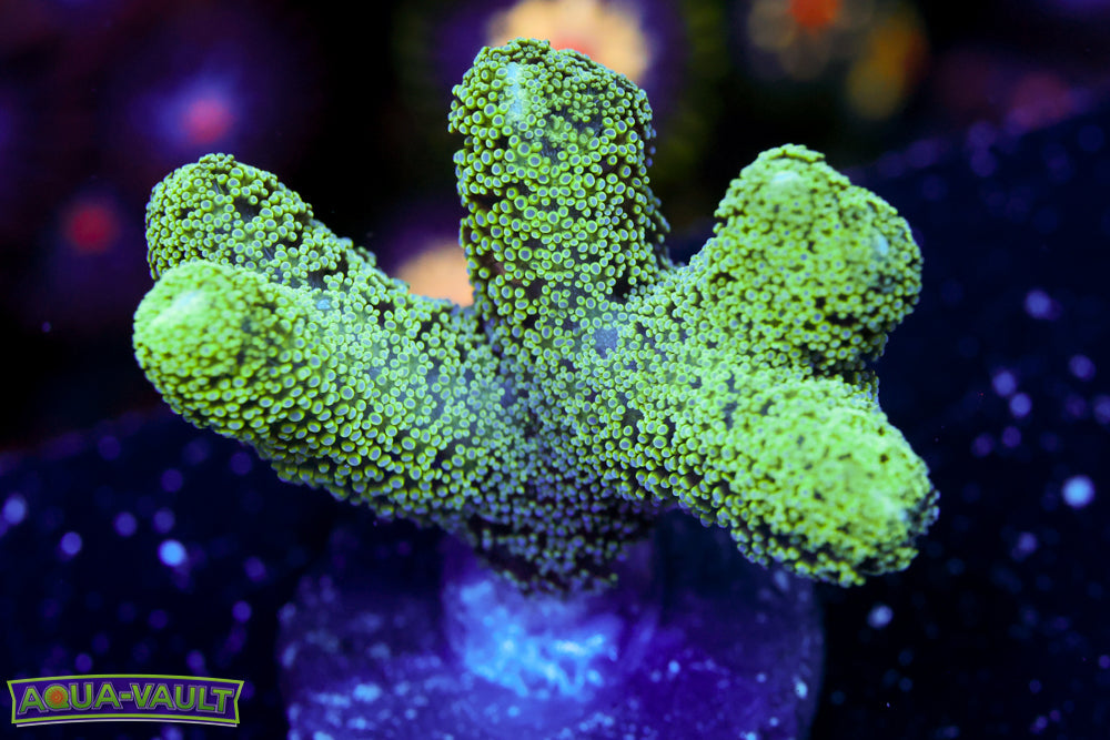 Sour Apple Birdsnest