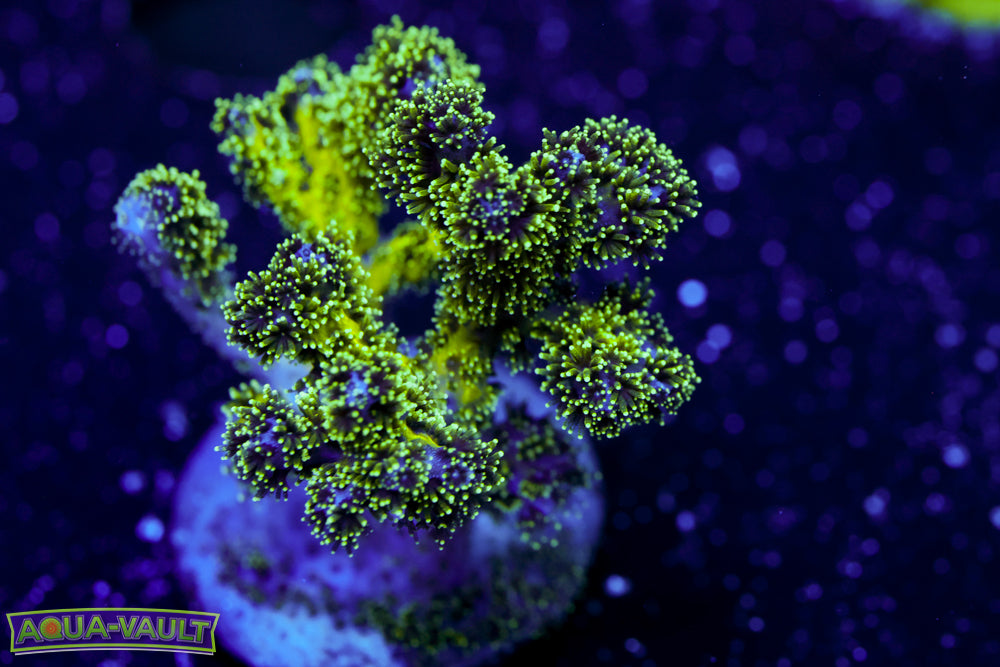 Radioctive Pocillopora