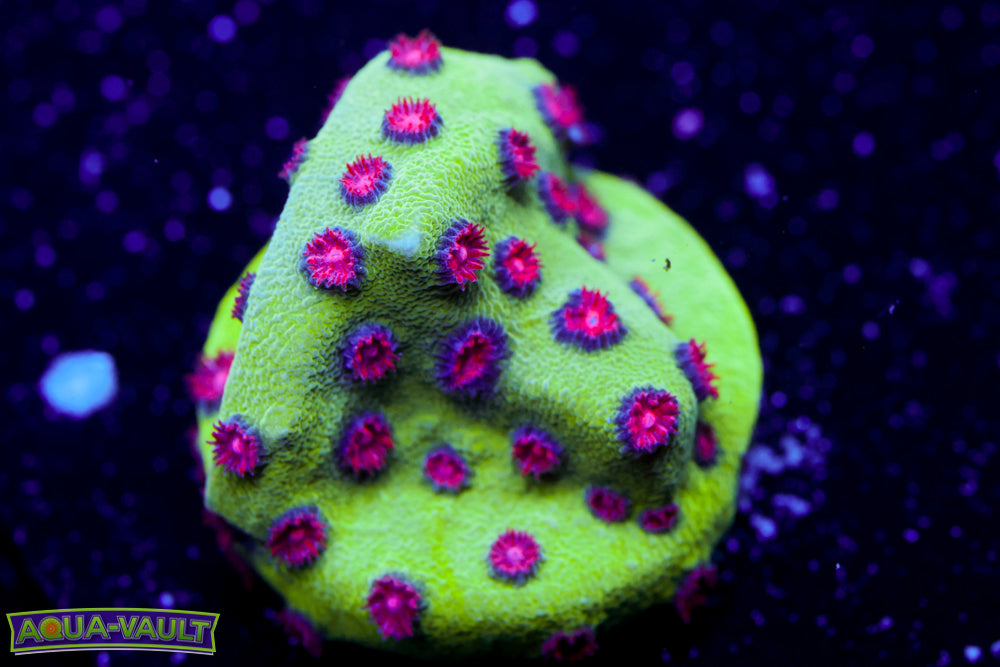 Alien Pox Cyphastrea