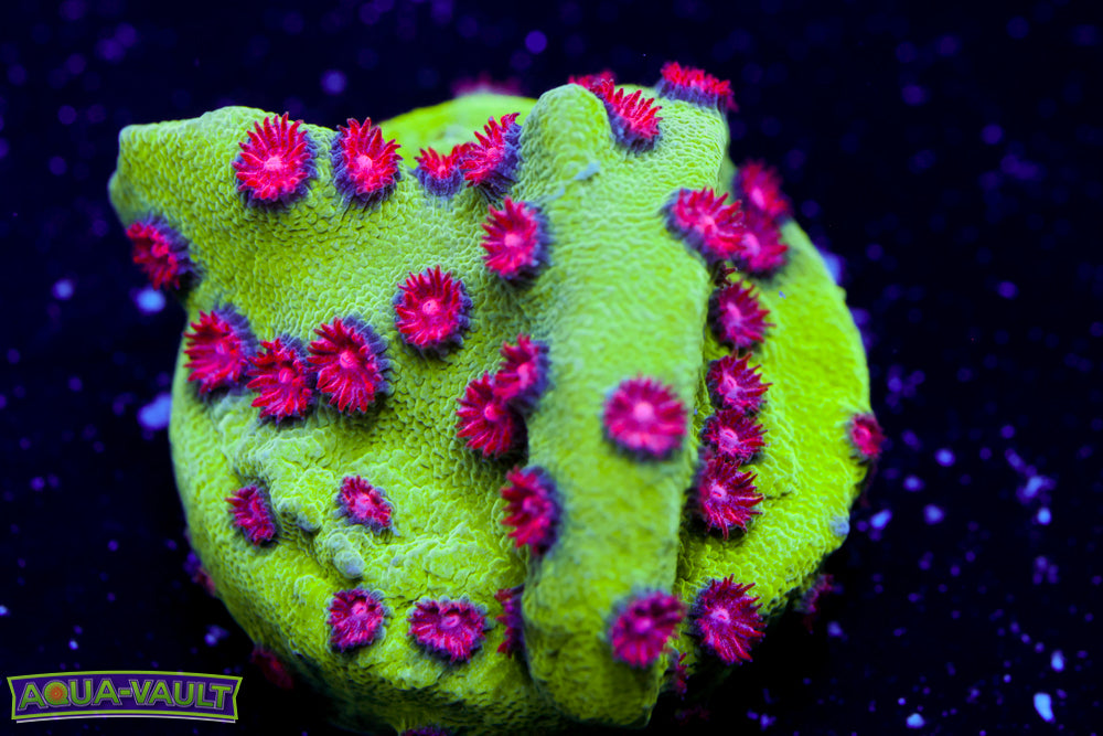 Alien Pox Cyphastrea