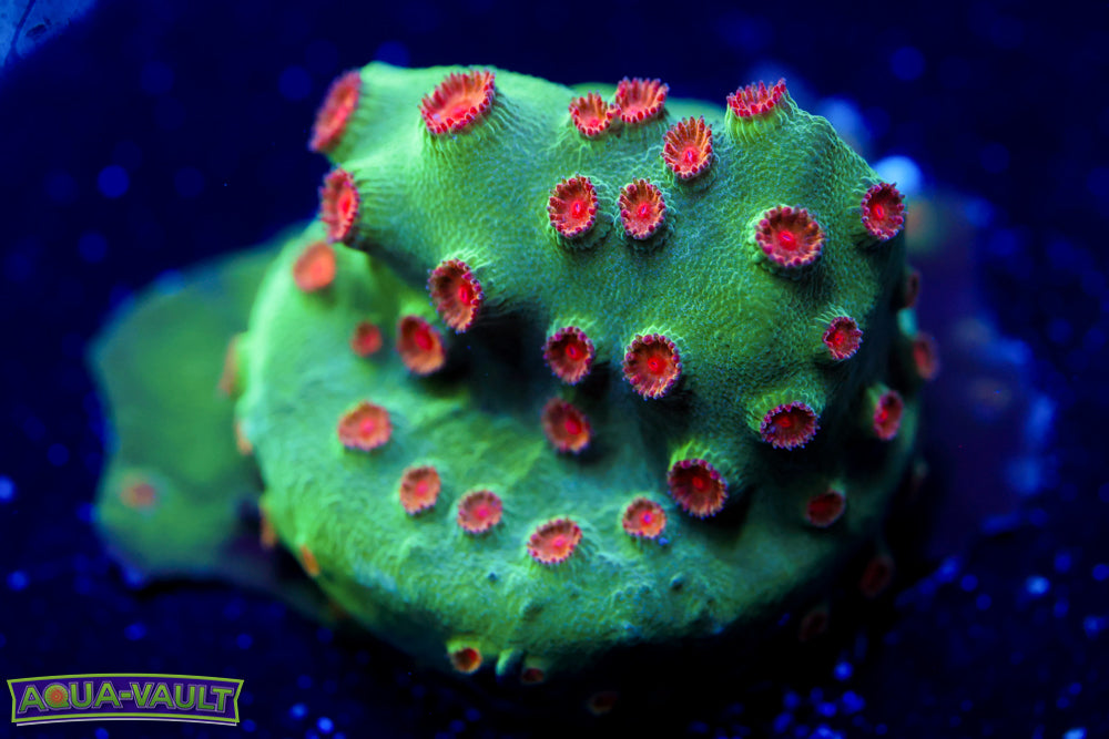 Jingle Bells Cyphastrea