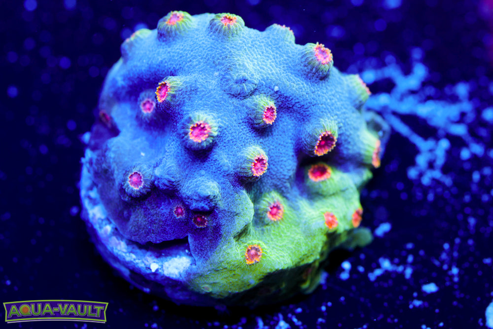 ECC Candy Land Cyphastrea