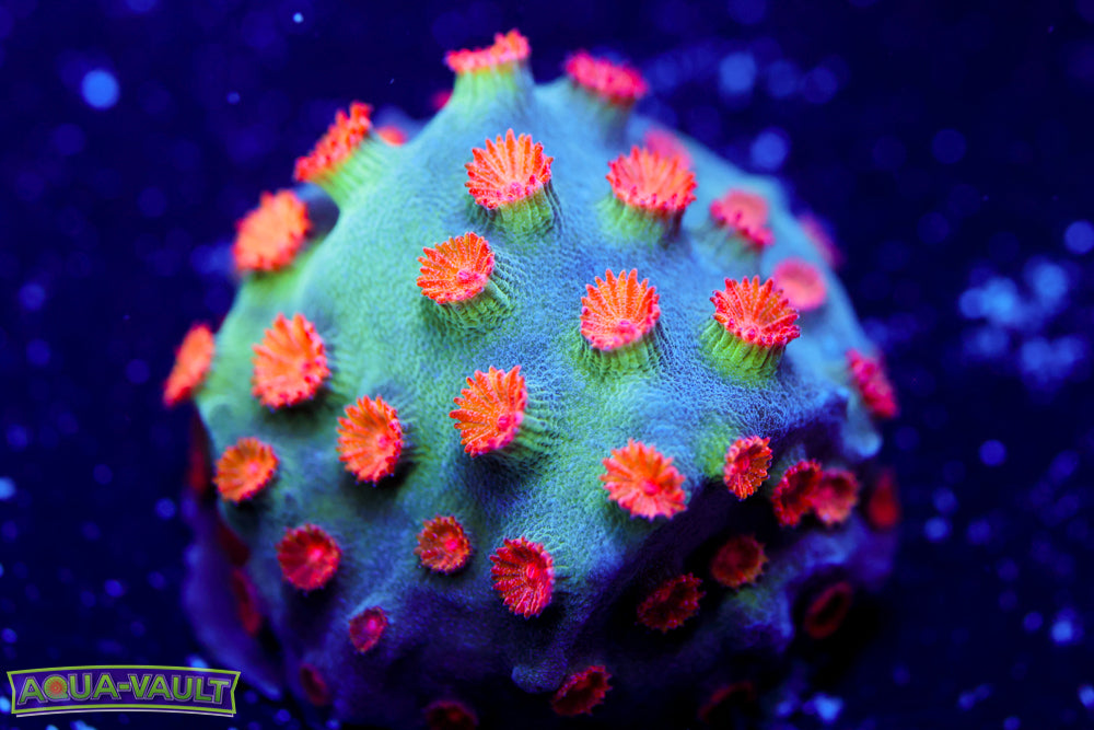 ECC Candy Land Cyphastrea