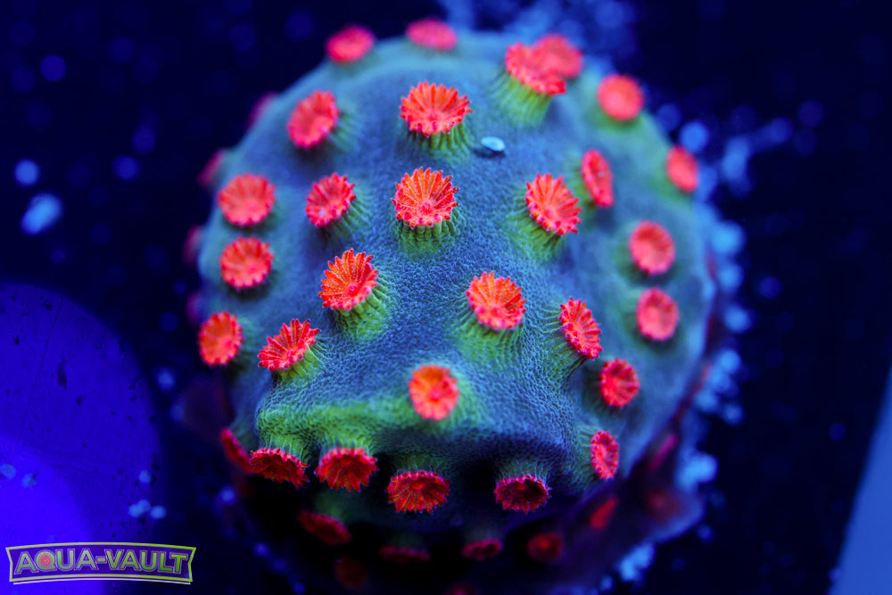 ECC Candy Land Cyphastrea