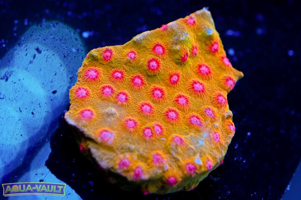 CV Dippin' Dots Cyphastrea