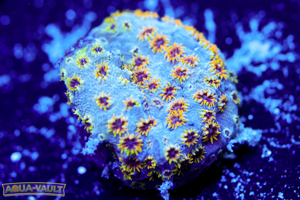 Starburst Cyphastrea