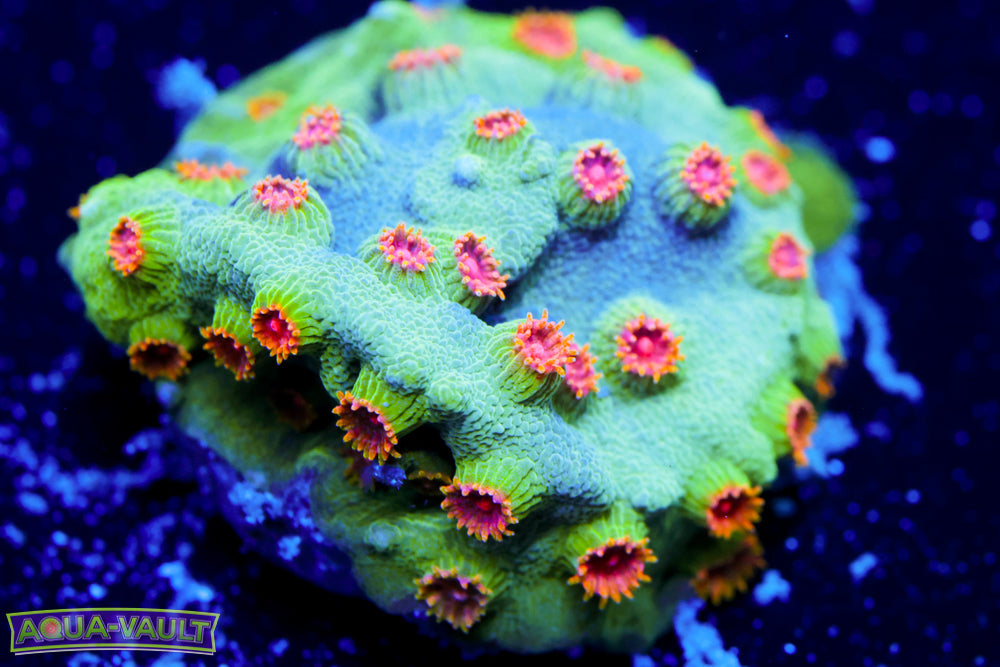 Meteor Shower Cyphastrea