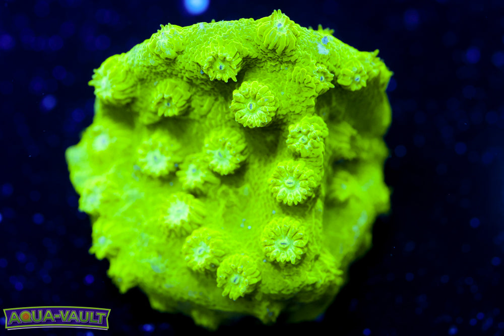 Toxic Cyphastrea