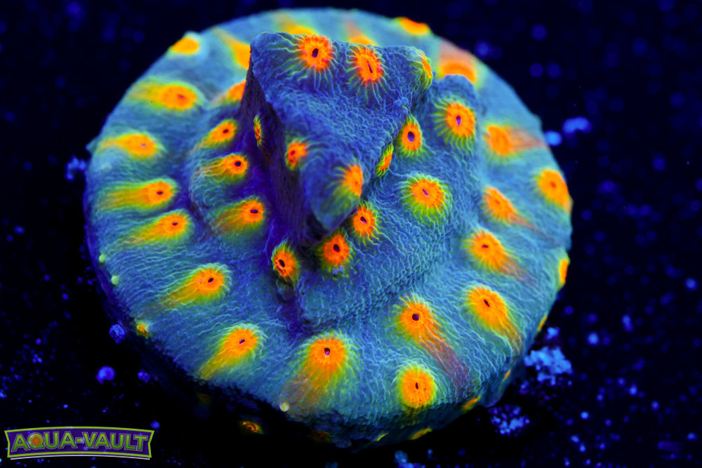 Buzz Lightyear Cyphastrea