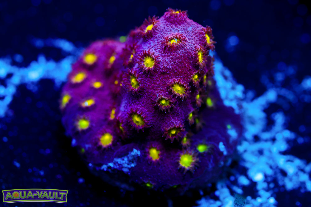 Bling Bling Cyphastrea