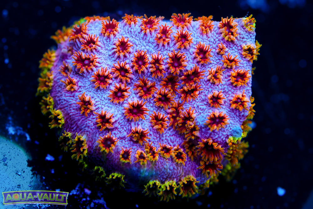 Skittles Bomb Cyphastrea