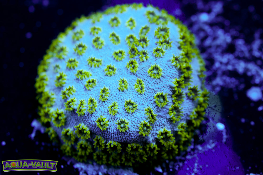 Seafoam Cyphastrea