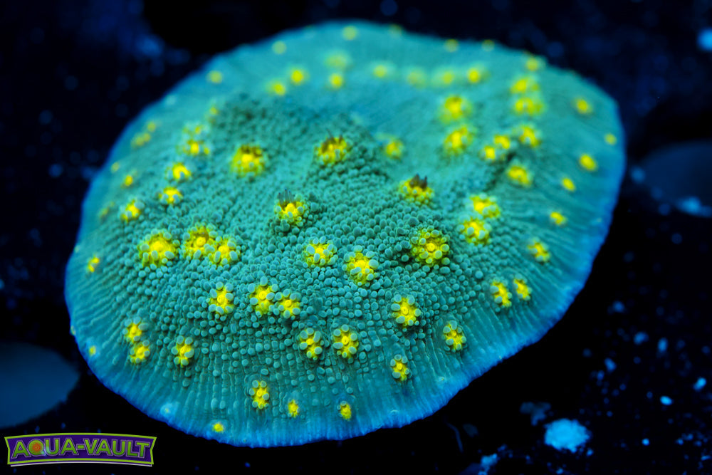 Hollywood Stunner Chalice