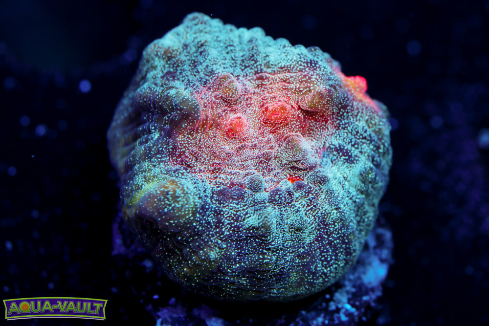 CV Mind Twister Platy