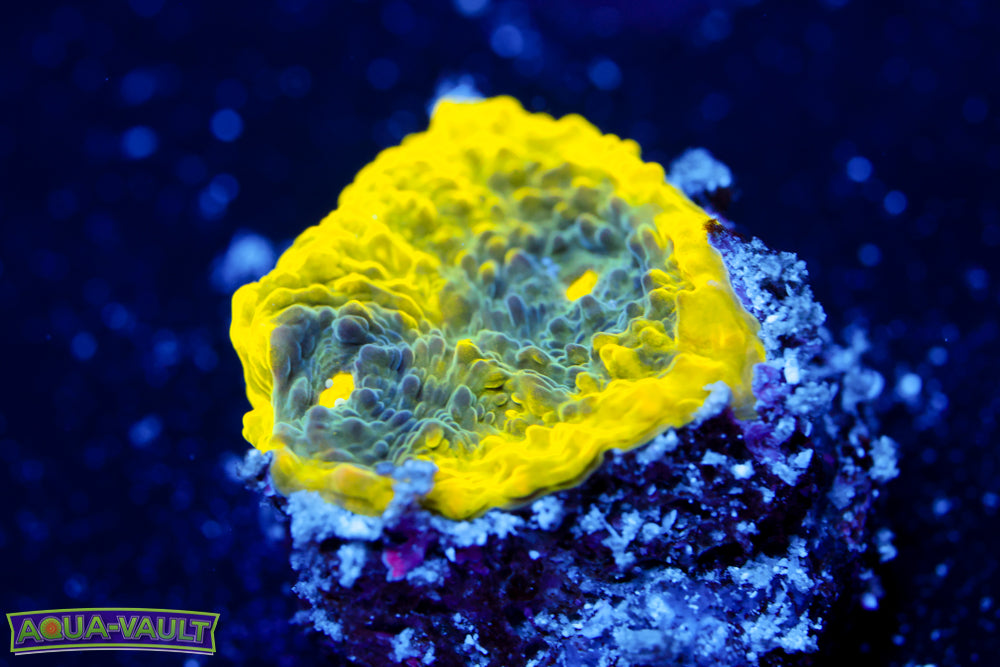 Tig o' Bitties Chalice