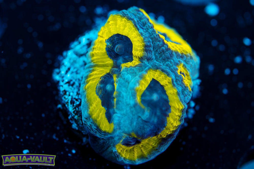 Lemon Slime Time Platy