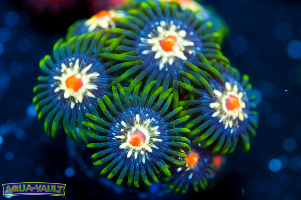 JF Stargazer Zoa