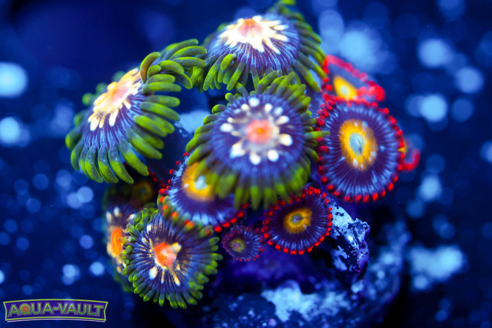 Stargazer + Mystique Zoa