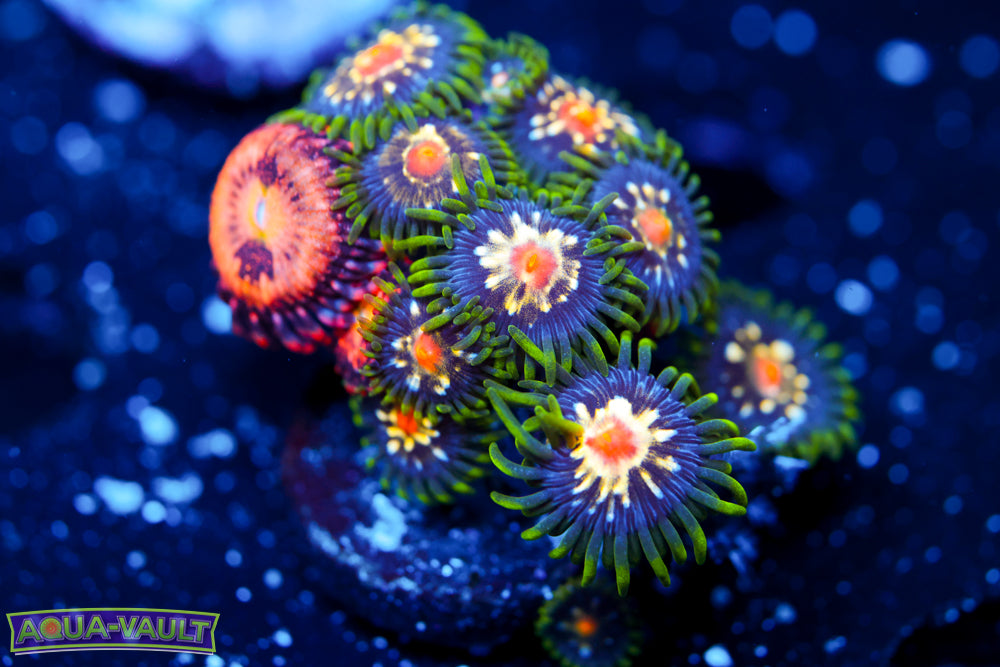 Cry Baby + Stargazer Zoa