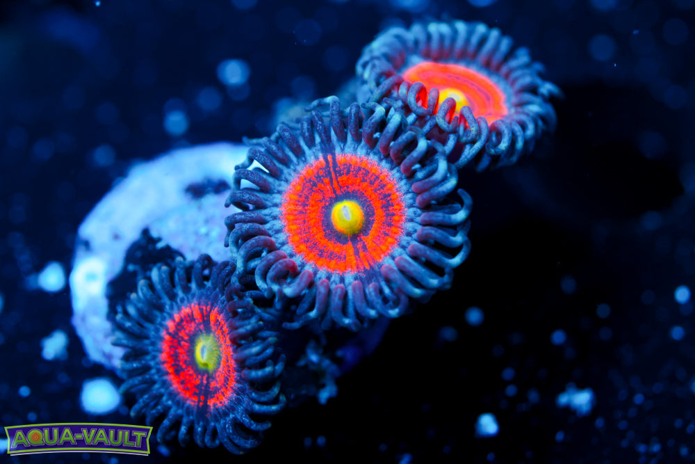 Gobstopper Zoa