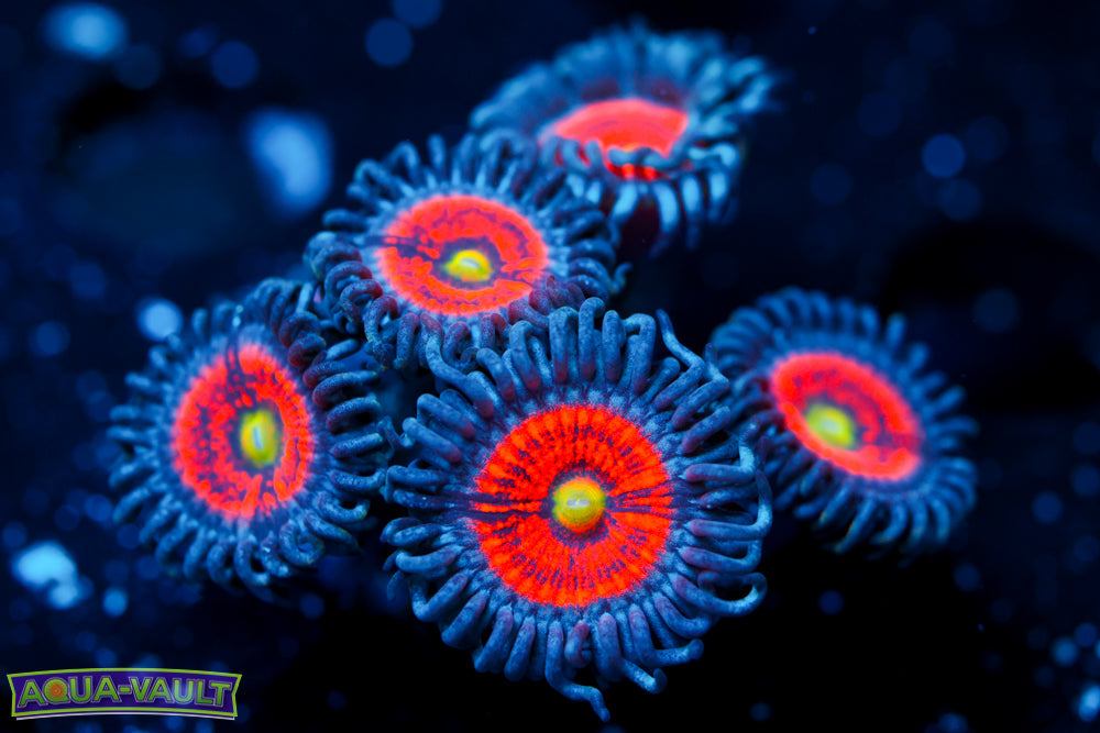 Gobstopper Zoa