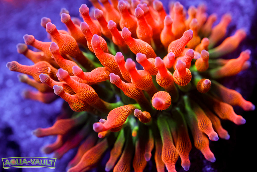 Acid Trip Anemone