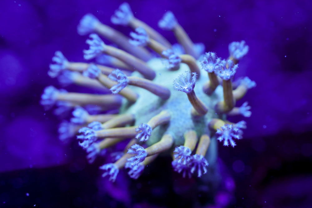 Blue Toadstool Leather