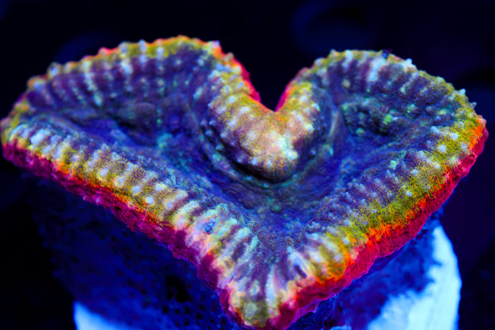 Rainbow Lobo (2.5 inches)