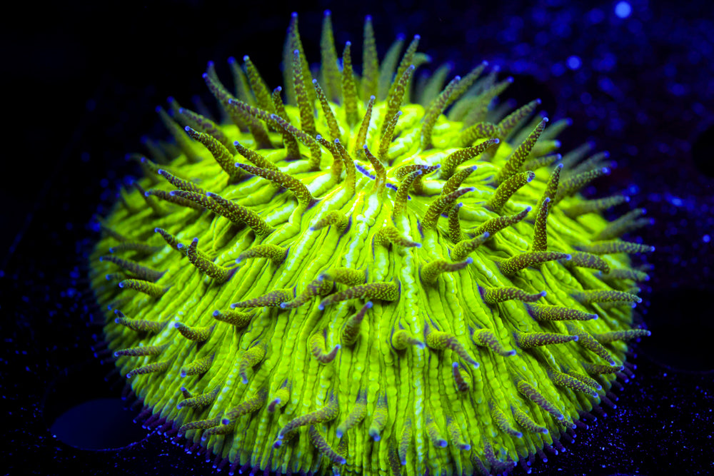 Neon Dome Plate