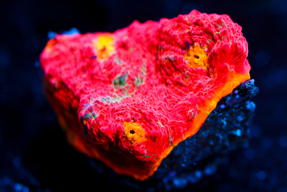 Cb Flaming Bugatti Chalice