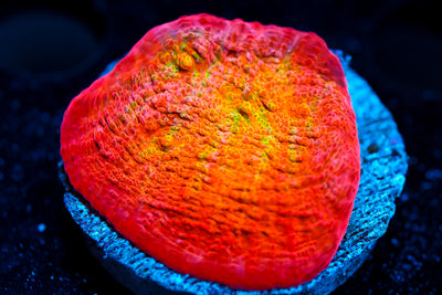 ARC Ludicrous Chalice