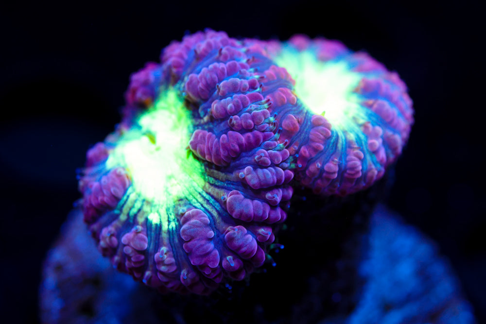 Purple and Green Blasto Wellsi