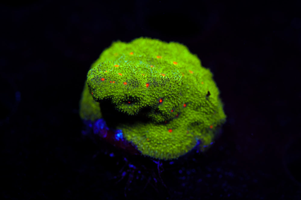 Harvest Moon Psammocora