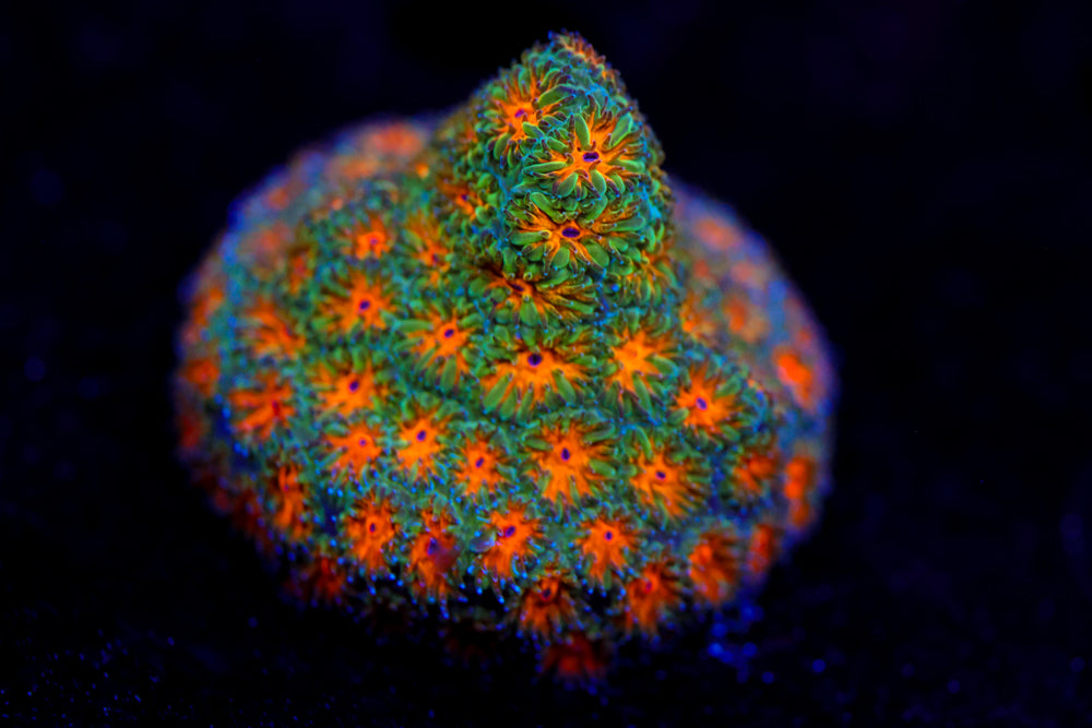 Green Fields Leptastrea